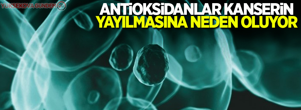 Antioksidanlar kanserin yayılmasına neden oluyor