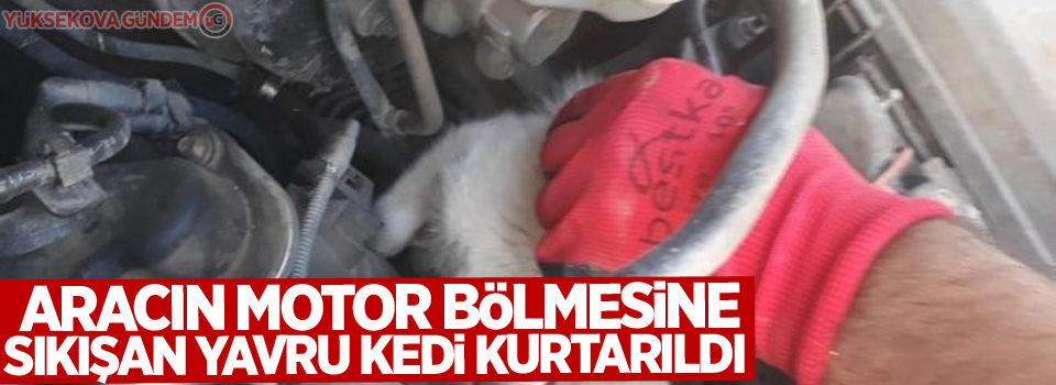 Aracın motor bölmesine sıkışan yavru kedi kurtarıldı