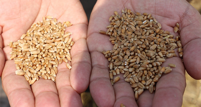 Türk tarımına yeni buğday türleri kazandırılacak