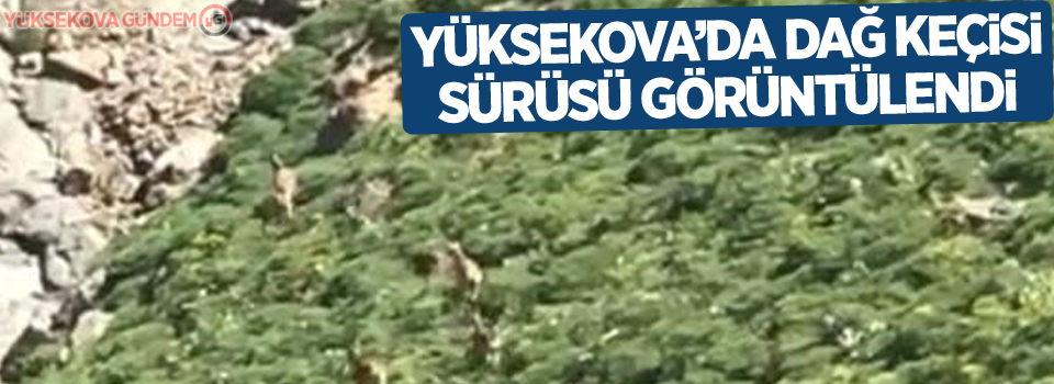 Yüksekova’da dağ keçisi sürüsü görüntülendi