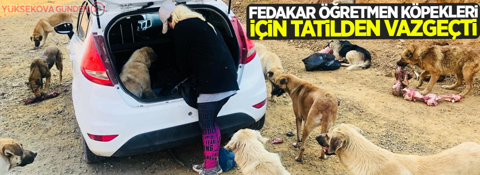 Fedakar öğretmen köpekleri için tatilden vazgeçti