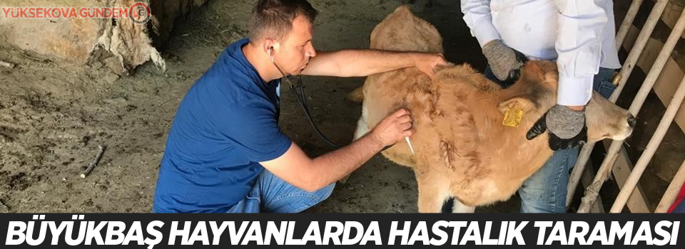 Büyükbaş hayvanlarda hastalık taraması