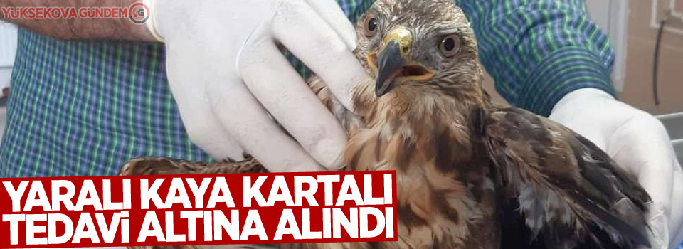 Yaralı kaya kartalı tedavi altına alındı