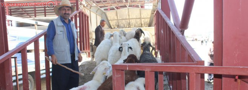 Van'da kurbanlıklar görücüye çıktı