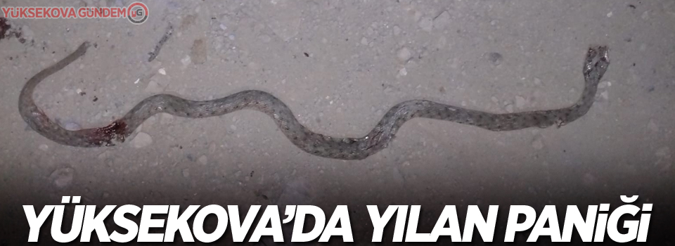 Yüksekova'da mahallede yılan paniği