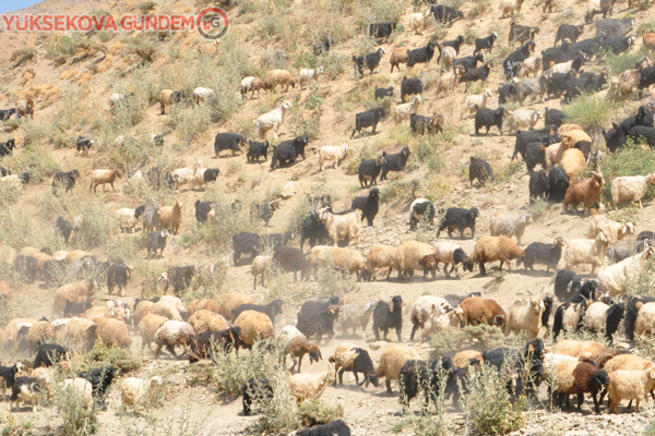 İran’dan gelip 3 bin 200 TL karşılığında çobanlık yapıyor