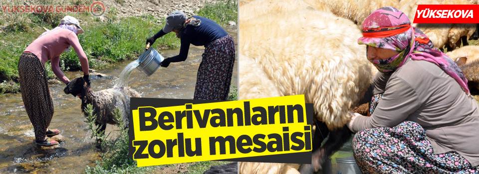 Yüksekova: Berivanların zorlu mesaisi