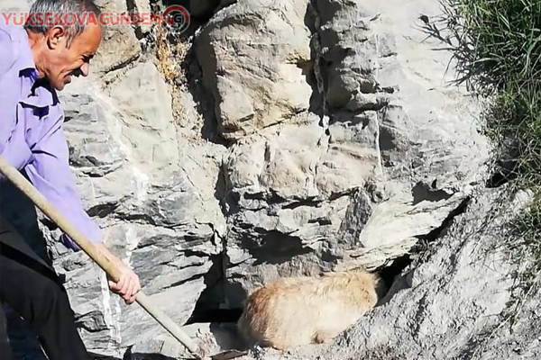 Hakkari'de kayalıklarda sıkışan köpek kurtarıldı