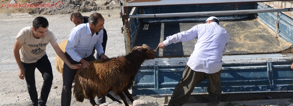 Hakkari’de kurban bayramı telaşı