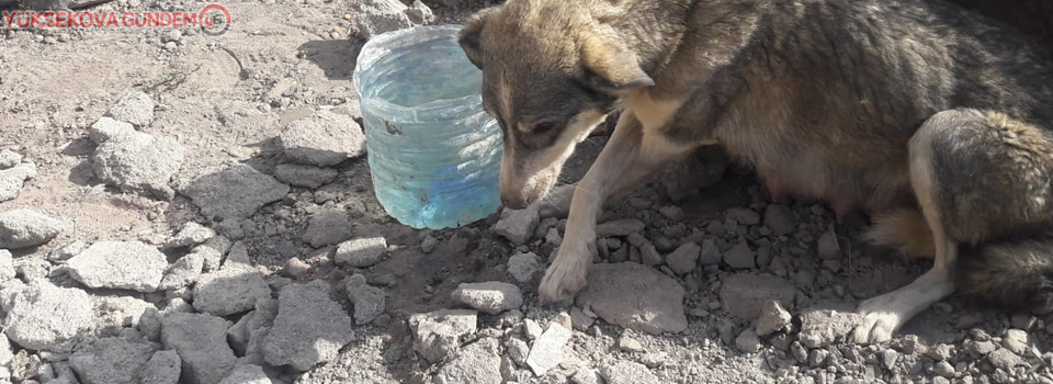 Hakkari’de başıboş köpeklere yiyecek bırakıldı