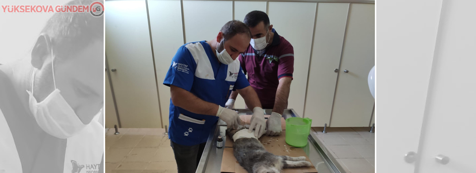 Hakkari’de aracın çarptığı anne kedi tedavi altına alındı
