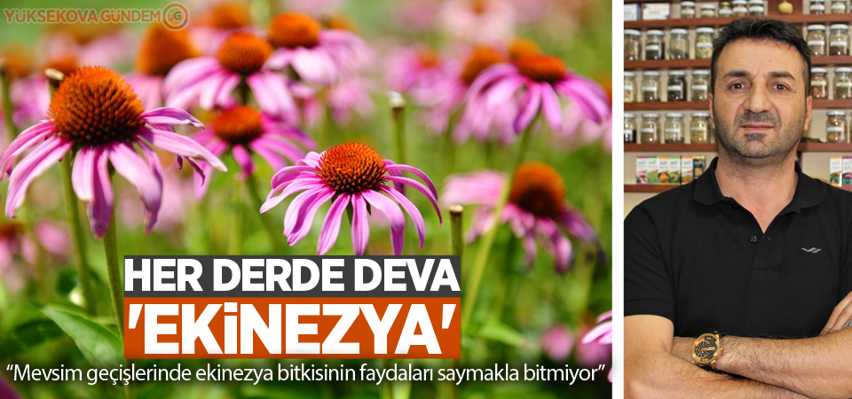 Her derde deva 'ekinezya'