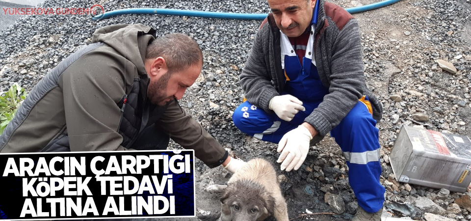 Aracın çarptığı köpek tedavi altına alındı