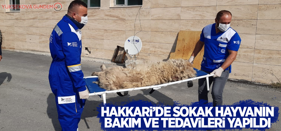 Hakkari’de sokak hayvanın bakım ve tedavileri yapıldı