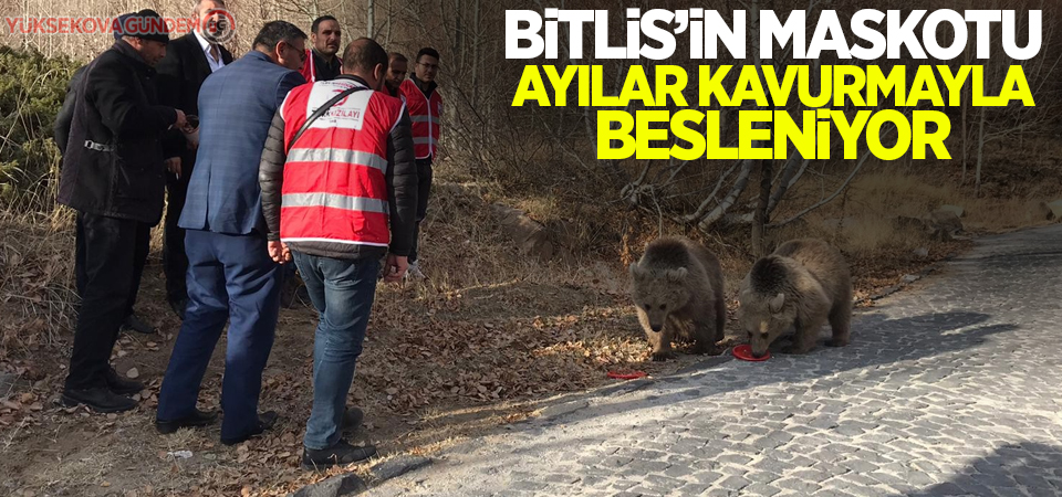 Bitlis’in maskotu ayılar kavurmayla besleniyor