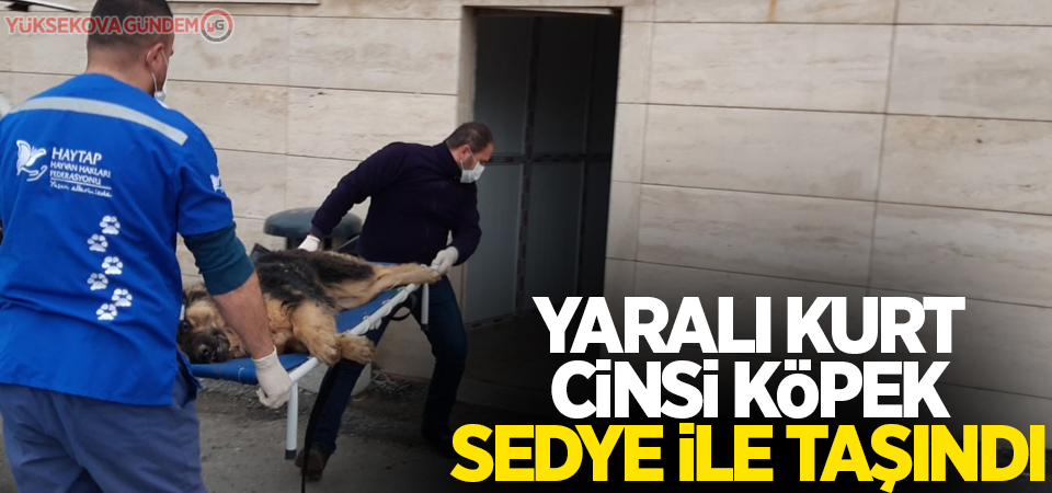 Yaralı kurt cinsi köpek sedye ile taşındı