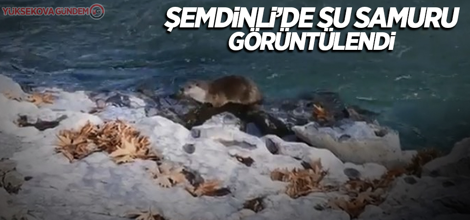 Şemdinli’de su samuru görüntülendi