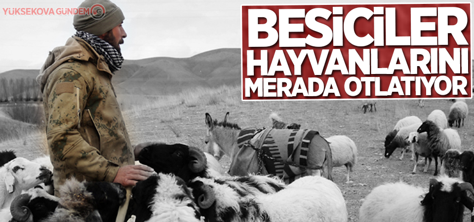 Besiciler hayvanlarını merada otlatıyor