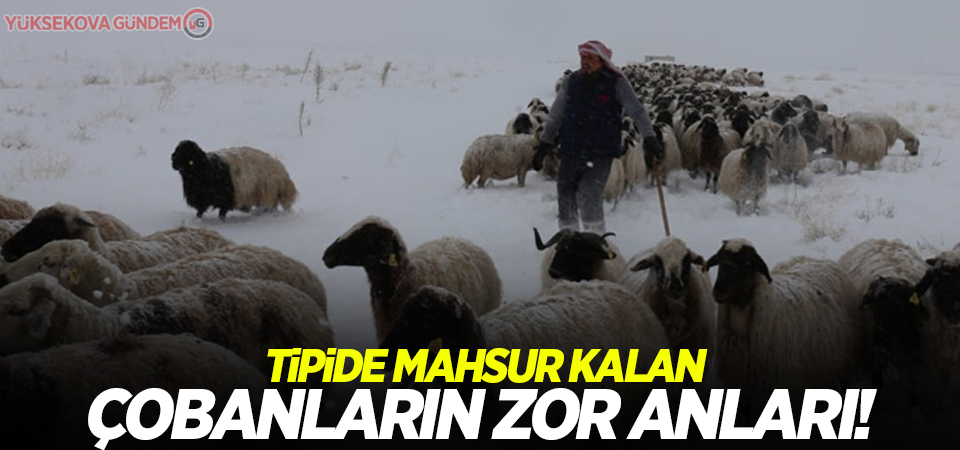 Tipide mahsur kalan çobanların zor anları!