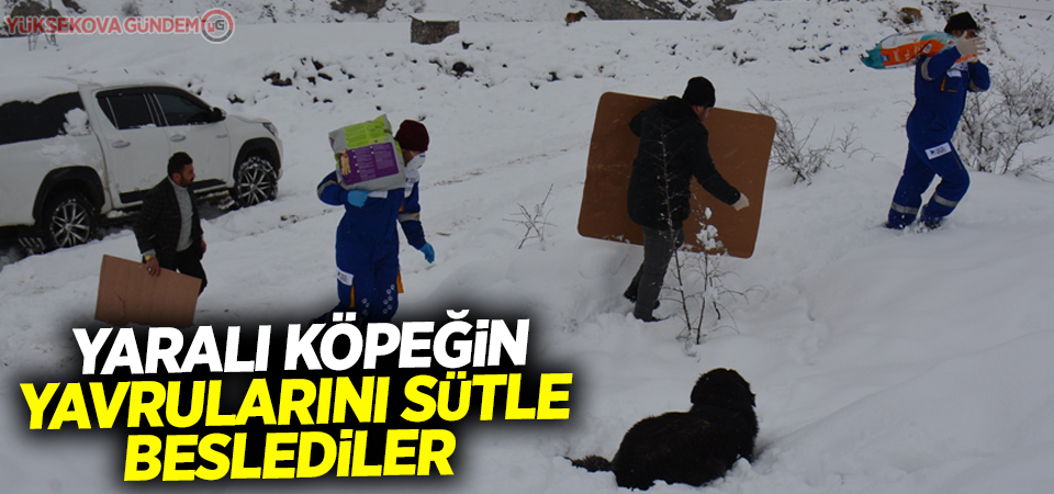 Yaralı köpeğin yavrularını sütle beslediler