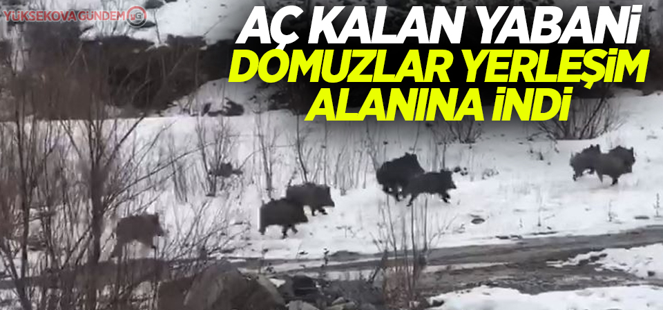 Aç kalan yabani domuzlar yerleşim alanına indi