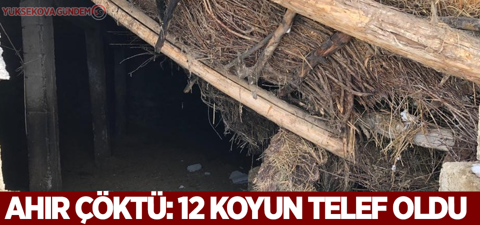 Ahır çöktü: 12 koyun telef oldu