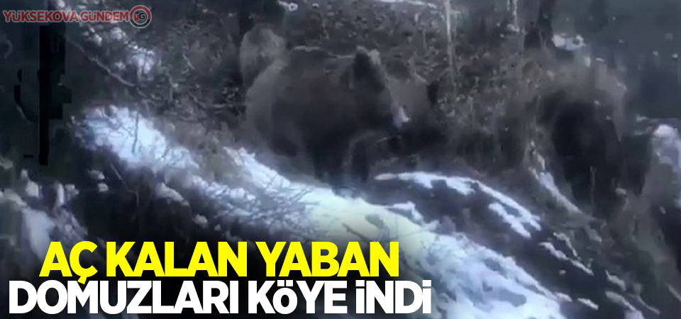 Aç kalan yaban domuzları köye indi