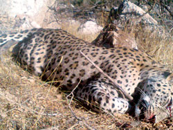 Anadolu'nun son leoparı Siirt'ten çıktı