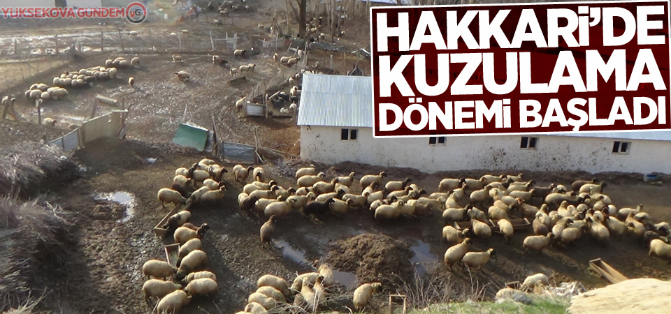 Hakkari’de kuzulama dönemi başladı