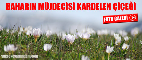 Baharın Müjdecisi Kardelen Çiçekleri