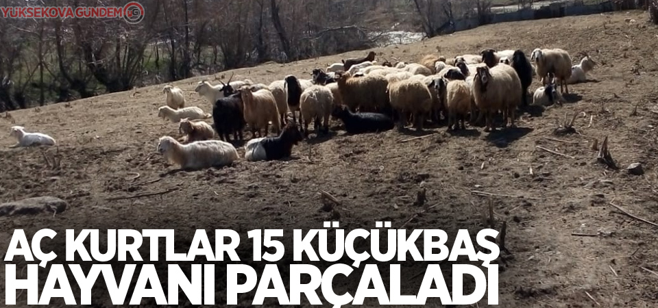 Aç kurtlar 15 küçükbaş hayvanı parçaladı