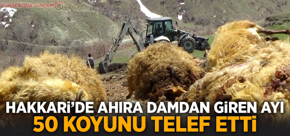 Hakkari'de ayı saldırısına uğrayan 50 koyun telef oldu