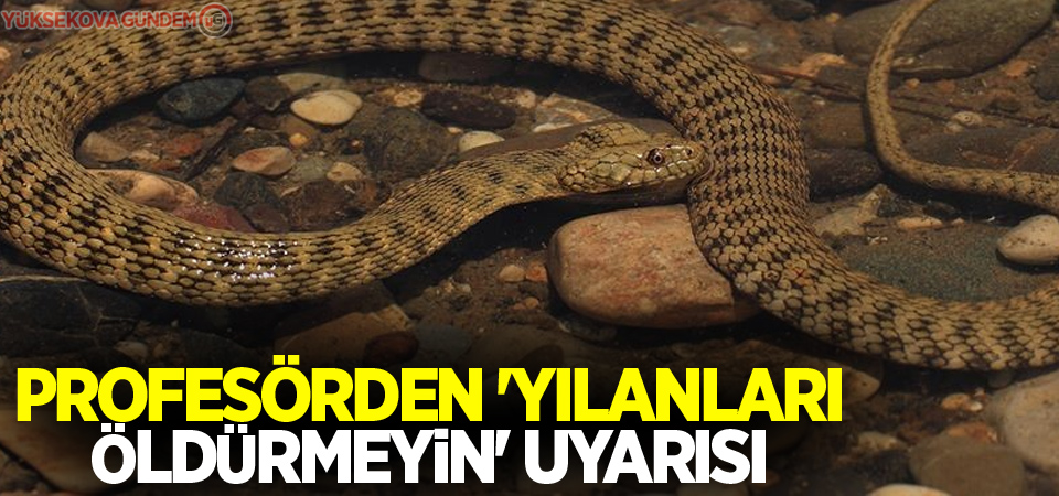 Profesörden 'yılanları öldürmeyin' uyarısı