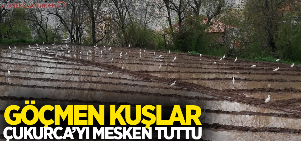 Göçmen kuşlar Çukurca’yı mesken tuttu