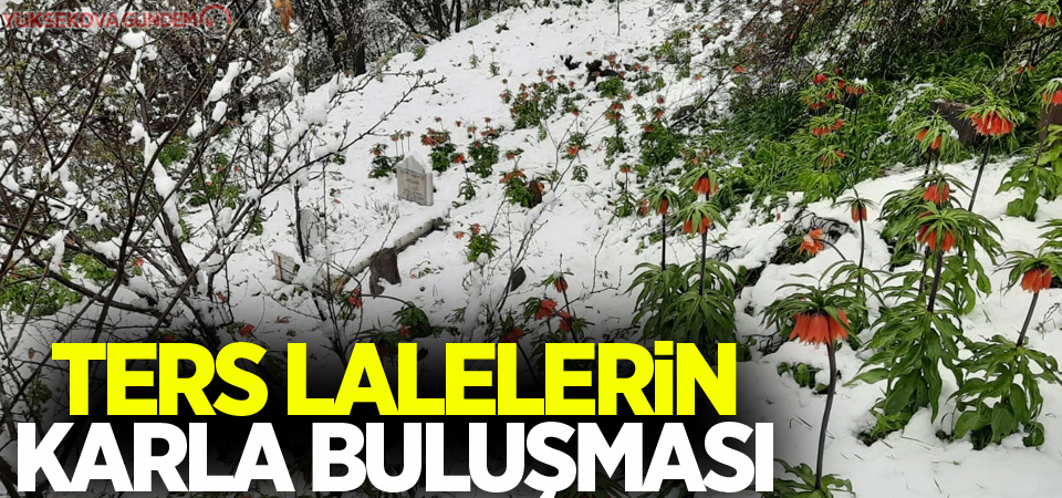 Ters lalelerin karla buluşması