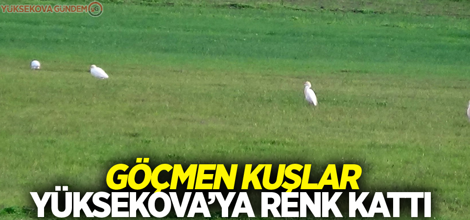 Göçmen kuşlar Yüksekova’ya renk kattı