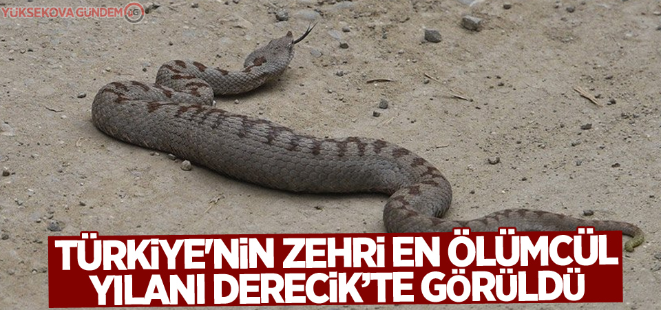 Türkiye'nin zehri en ölümcül yılanı Derecik’te görüldü