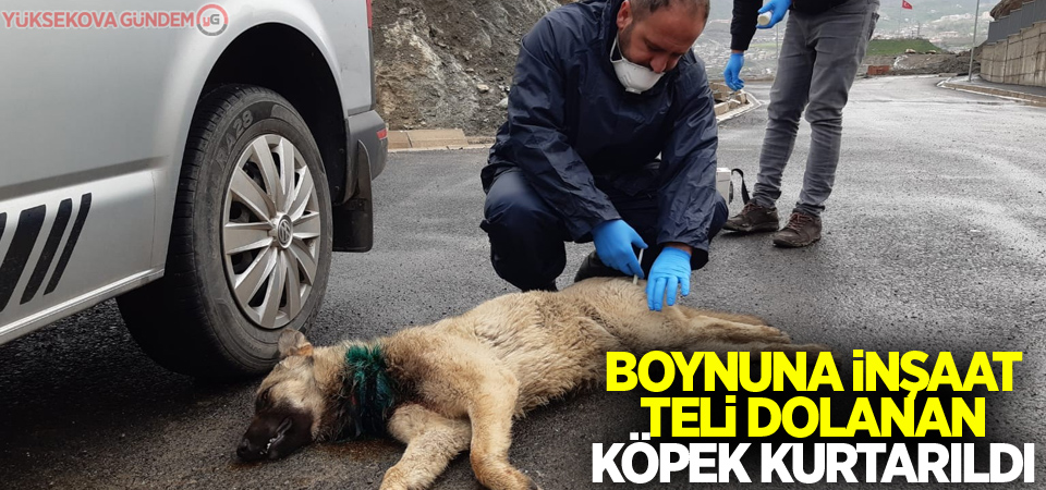 Boynuna inşaat teli dolanan köpek kurtarıldı