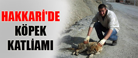 Hakkari'de köpek katliamı