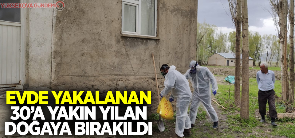 Evde yakalanan 30’a yakın yılan doğaya bırakıldı