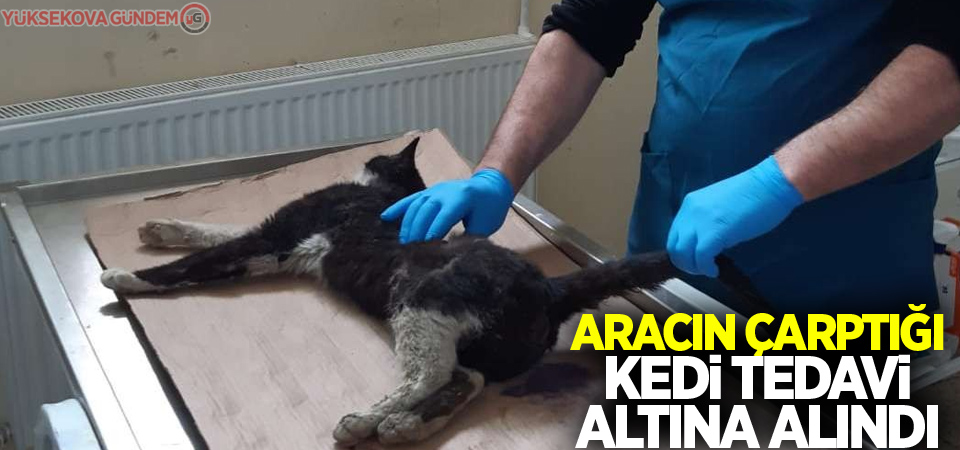 Aracın çarptığı kedi tedavi altına alındı