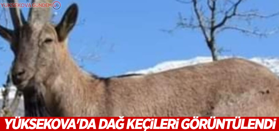 Yüksekova'da dağ keçileri görüntülendi