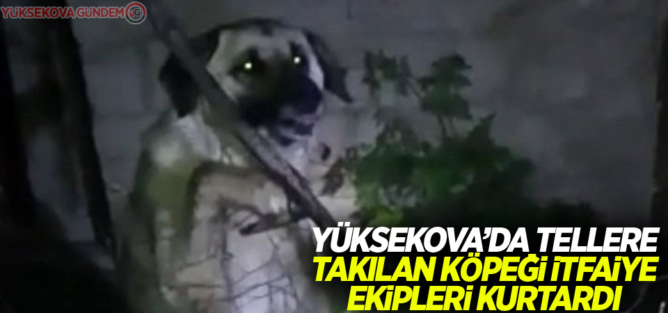 Yüksekova’da tellere takılan köpeği itfaiye ekipleri kurtardı