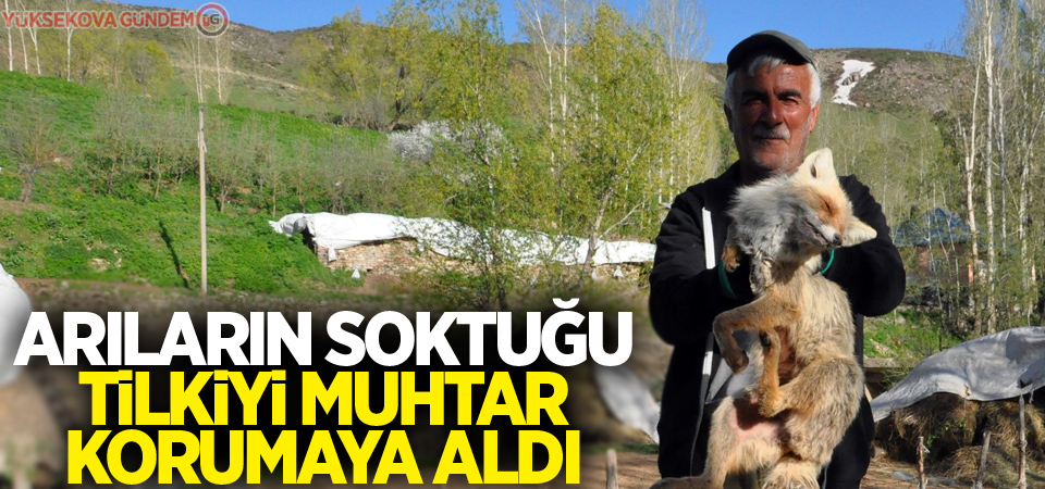 Arıların soktuğu tilkiyi muhtar korumaya aldı