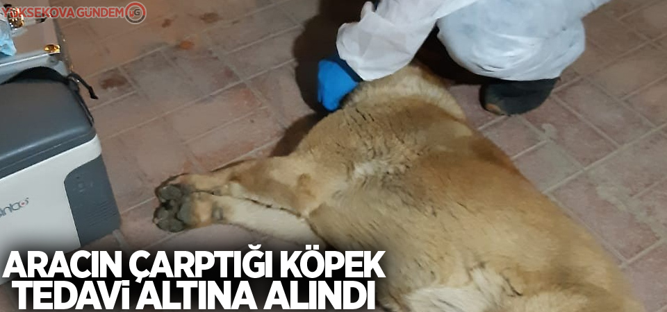 Aracın çarptığı köpek tedavi altına alındı