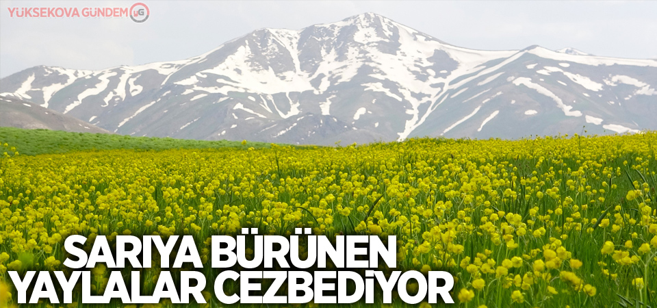 Sarıya bürünen yaylalar cezbediyor