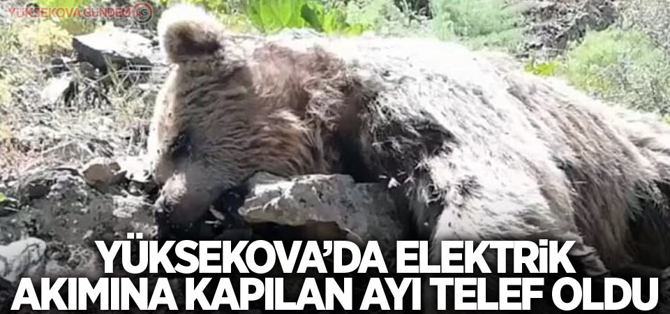 Yüksekova’da elektrik akımına kapılan ayı telef oldu