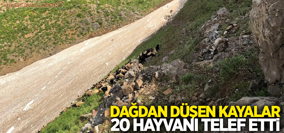 Dağdan düşen kayalar 20 hayvanı telef etti