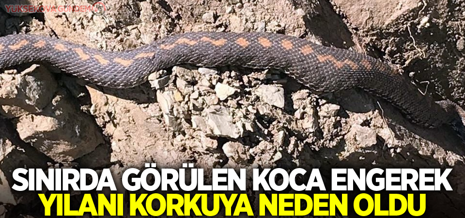 Sınırda görülen koca engerek yılanı korkuya neden oldu