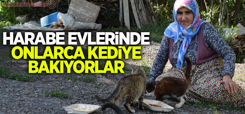 Harabe evlerinde onlarca kediye bakıyorlar